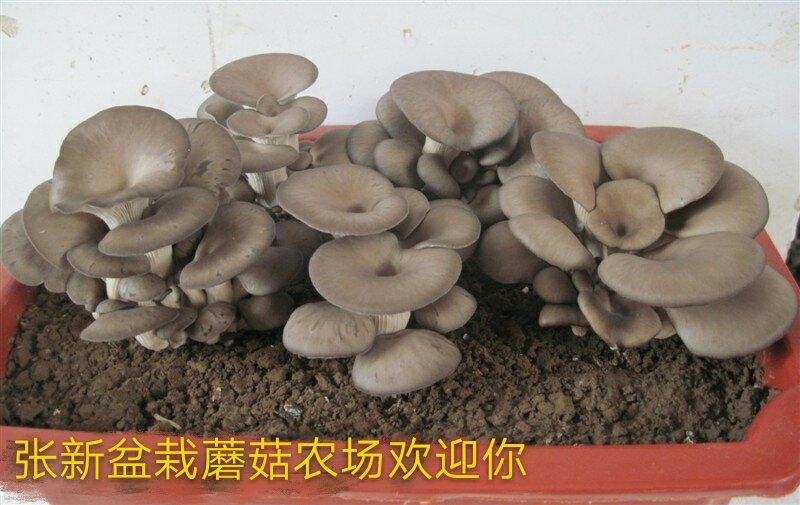 预售阳台盆栽蘑菇，菌包，菌棒农场直供