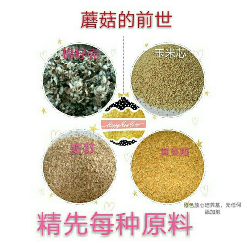 预售阳台盆栽蘑菇，菌包，菌棒农场直供
