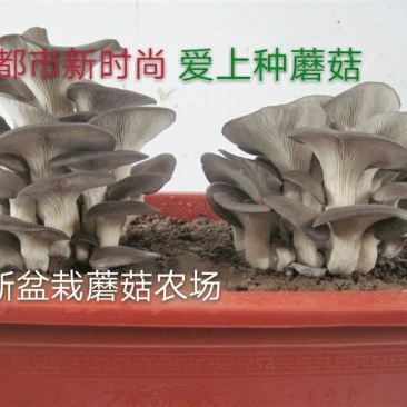 预售阳台盆栽蘑菇，菌包，菌棒农场直供