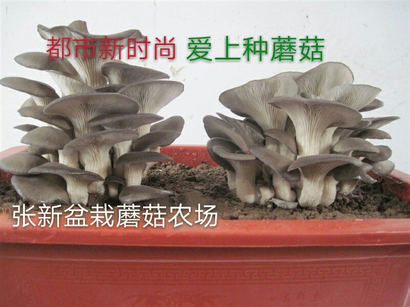 预售阳台盆栽蘑菇，菌包，菌棒农场直供