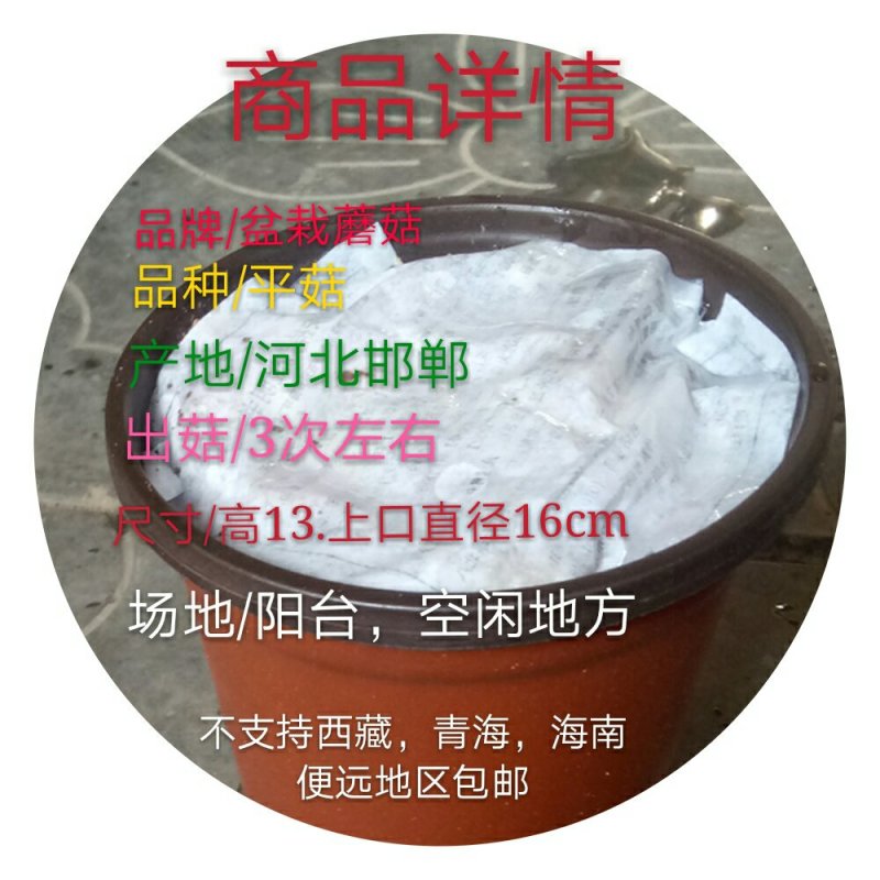 预售阳台盆栽蘑菇，菌包，菌棒农场直供