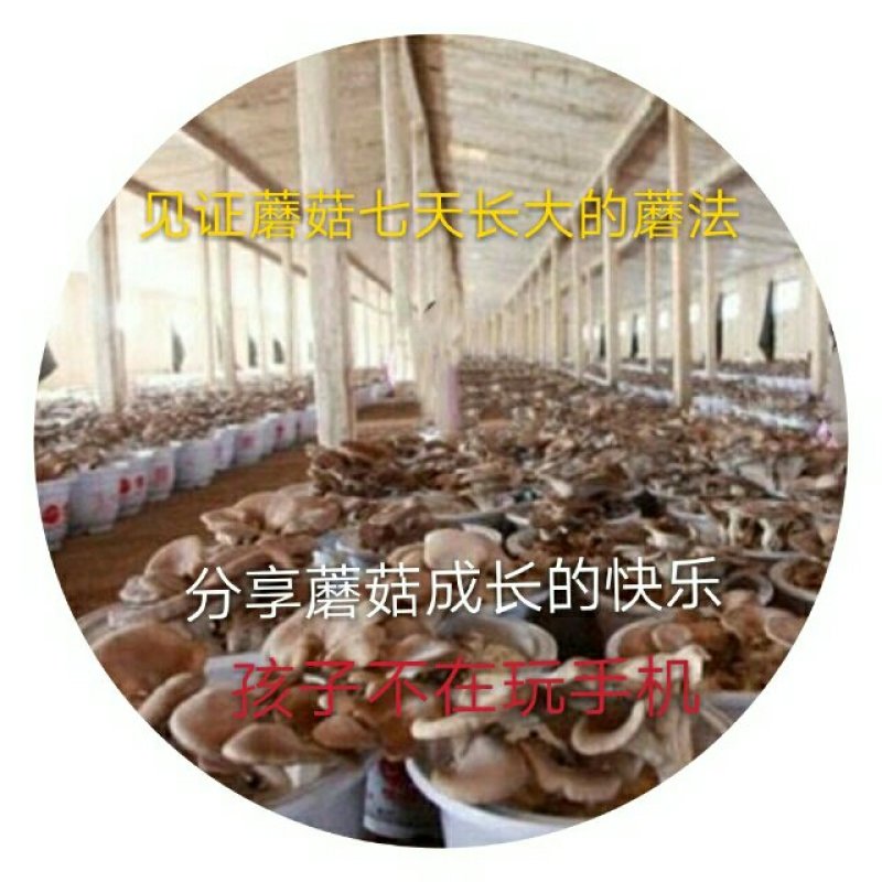 预售阳台盆栽蘑菇，菌包，菌棒农场直供