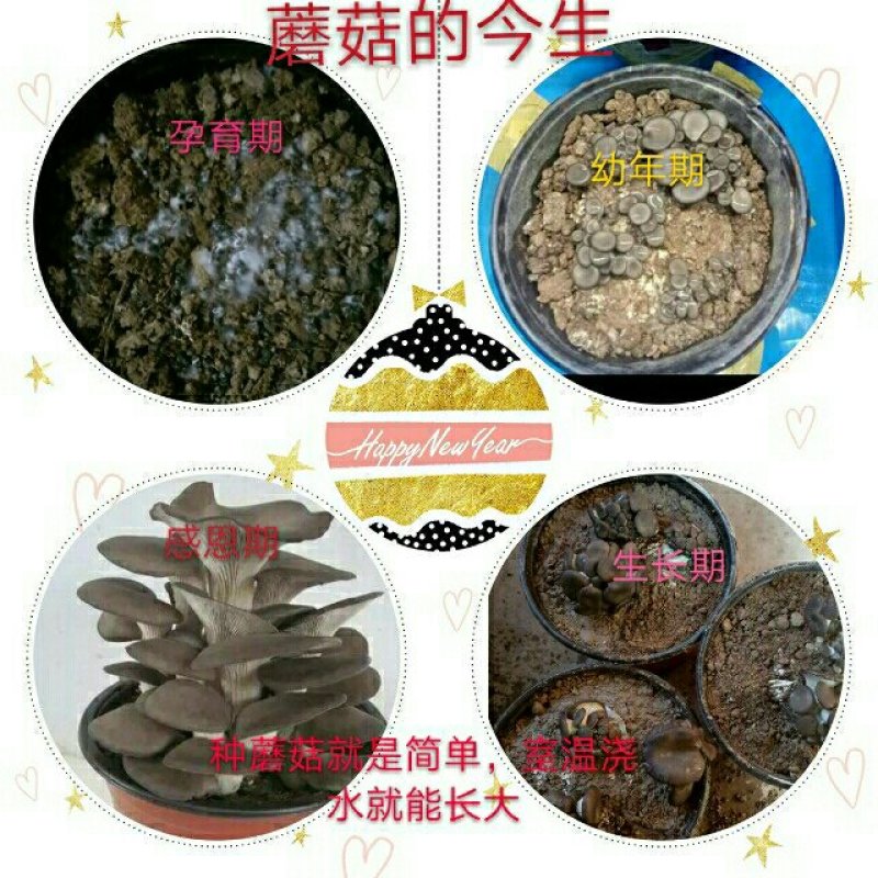 预售阳台盆栽蘑菇，菌包，菌棒农场直供
