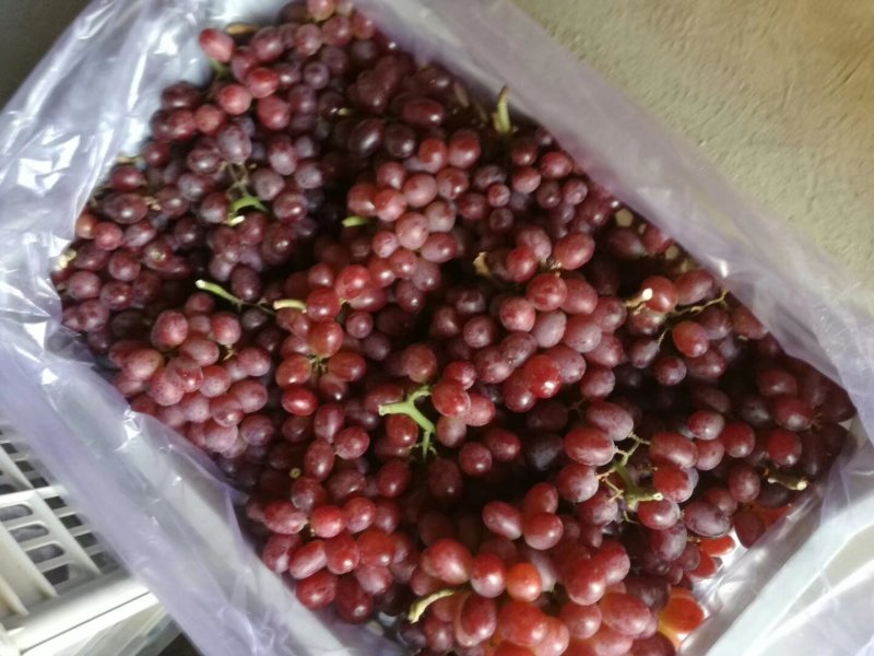 阳光玫瑰葡萄饶阳县克伦生大量出库15一筐，质量好。