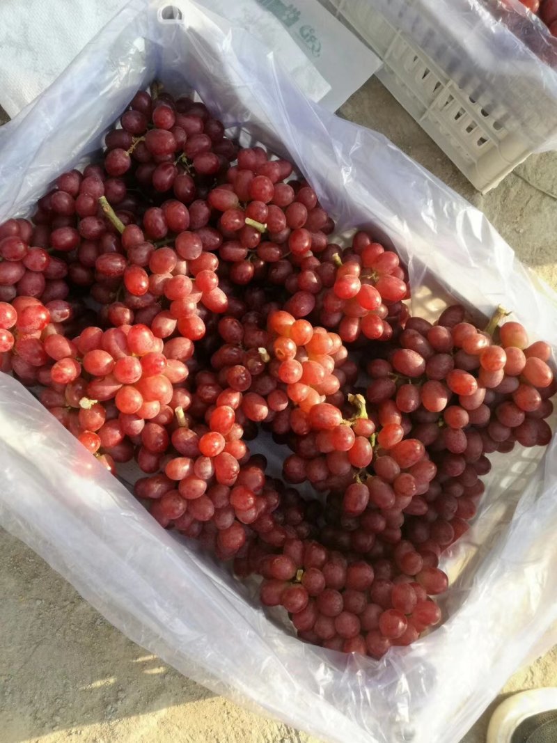 阳光玫瑰葡萄饶阳县克伦生大量出库15一筐，质量好。