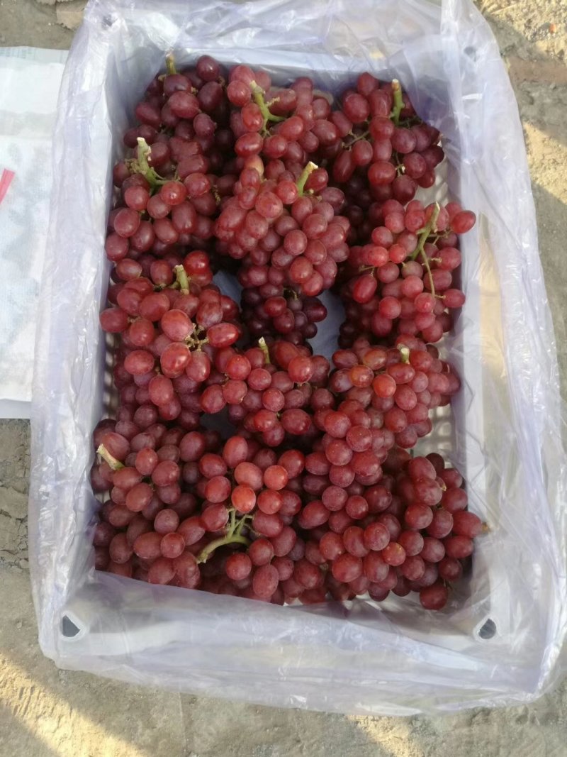 阳光玫瑰葡萄饶阳县克伦生大量出库15一筐，质量好。