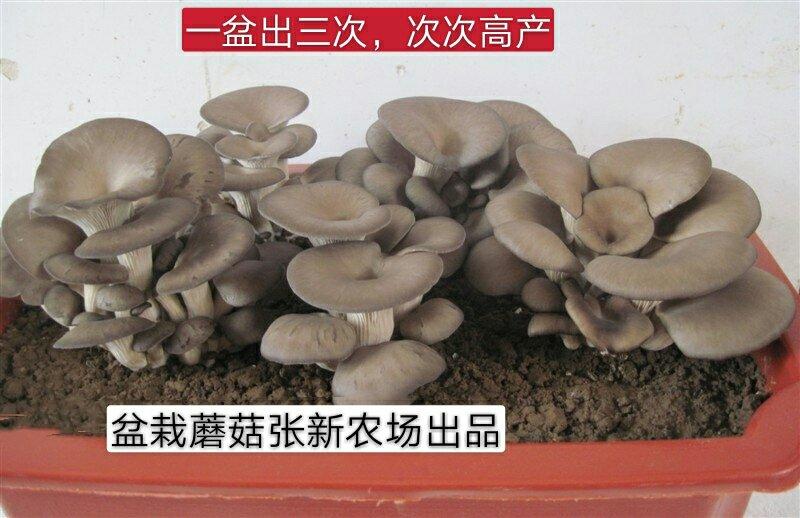 盆栽蘑菇专用菌种子