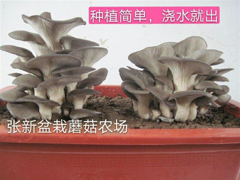 盆栽蘑菇专用菌种子