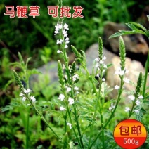 马鞭草1斤包邮