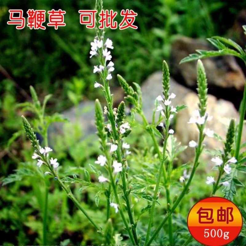 马鞭草1斤包邮
