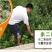 马鞭草1斤包邮