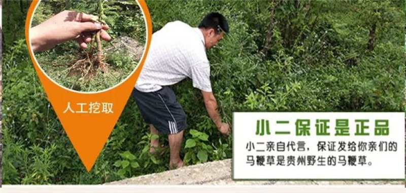 马鞭草1斤包邮