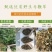 马鞭草1斤包邮