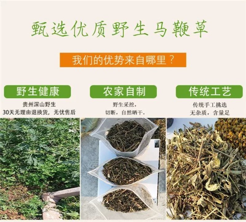 马鞭草1斤包邮
