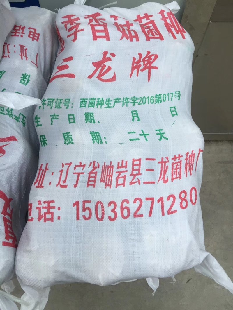 香菇菌种