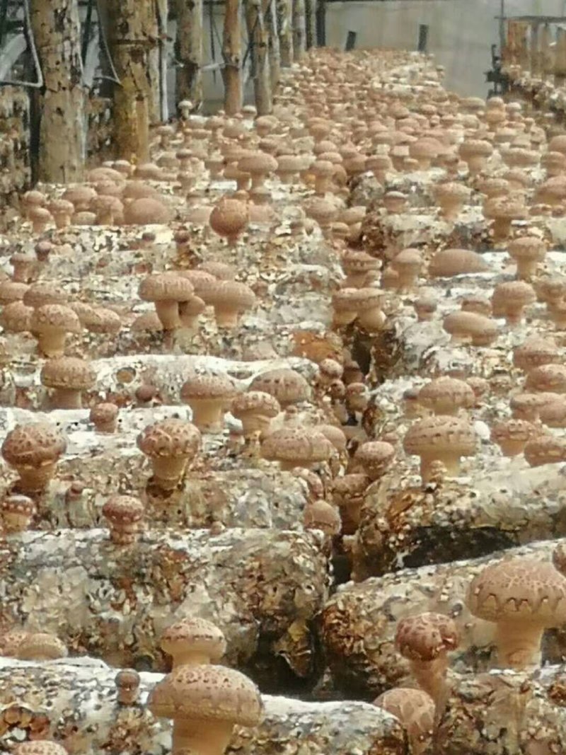 香菇菌种