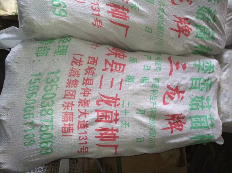 香菇菌种