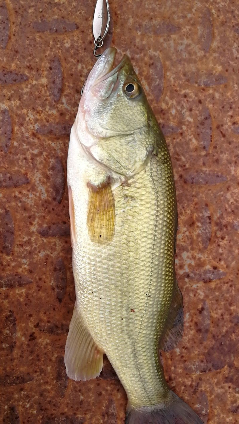 桃花源清蒸鲈鱼过年，年年有余提高一个档次
