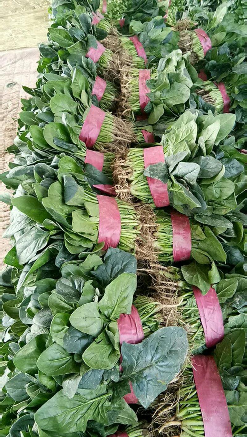 滑县精大叶菠菜，产地直供，代发全国品质保证