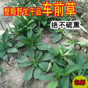 车前草1斤包邮