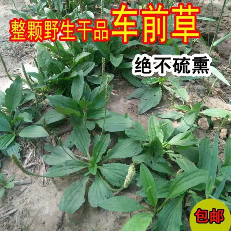 车前草1斤包邮