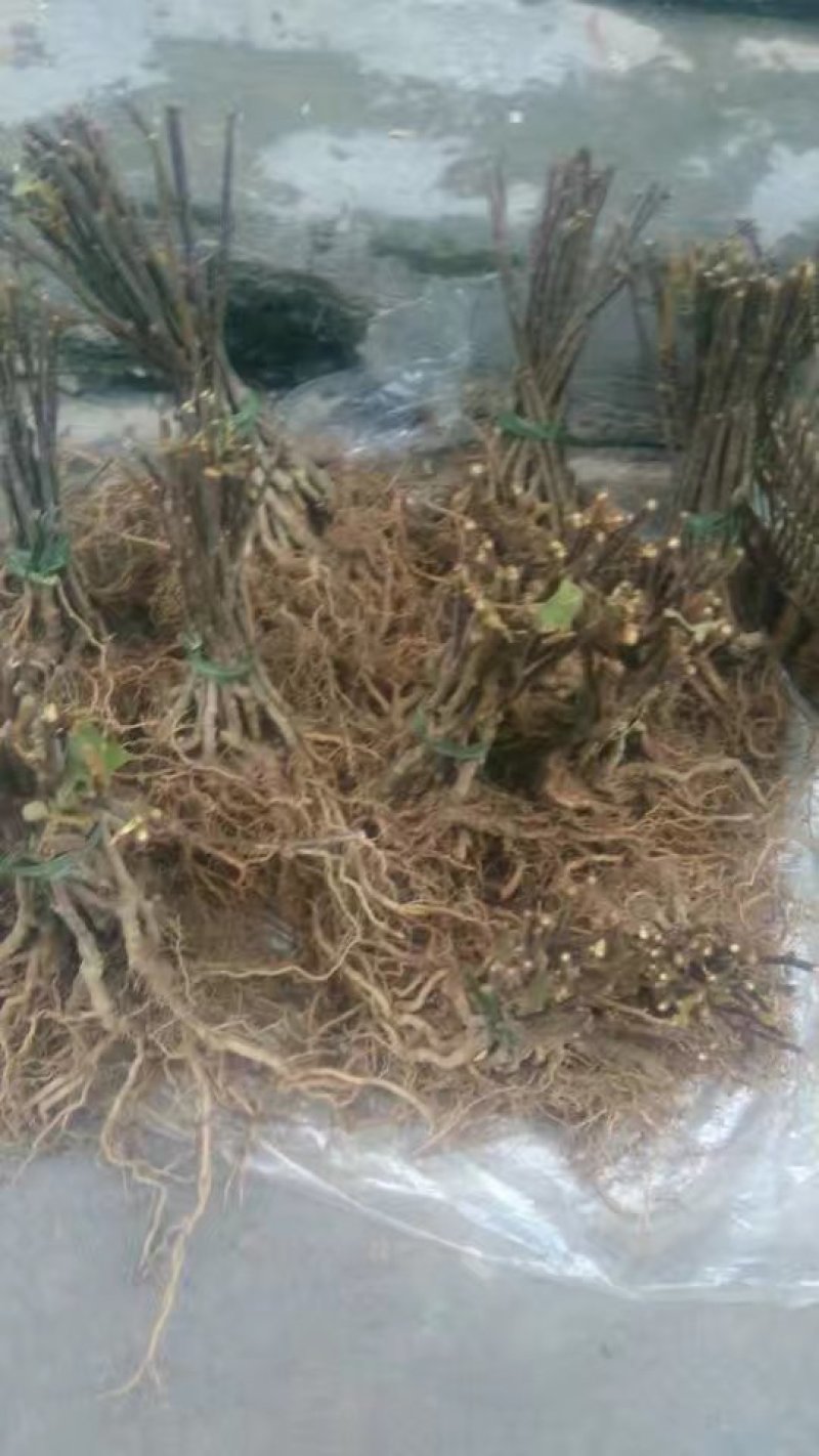 四川脆红李子苗晚熟脱骨李子苗红脆李子苗基地直发保湿发货！