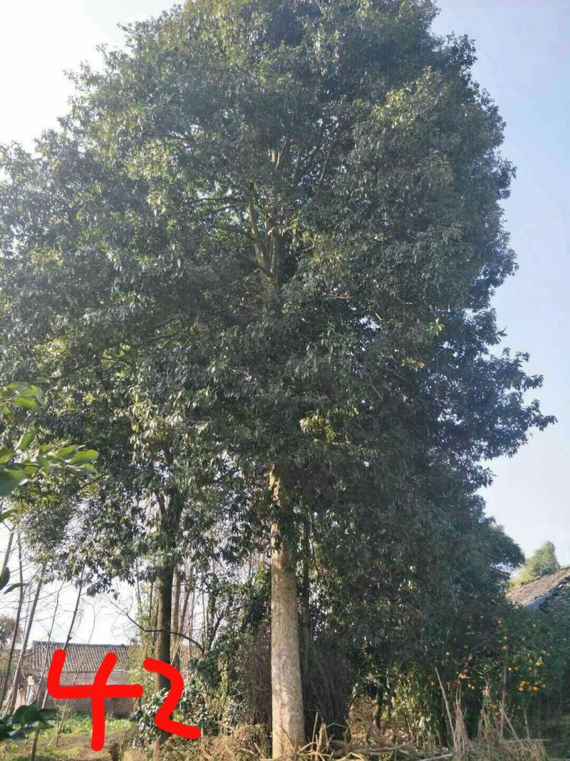 三十、四十到五十米径的要不？