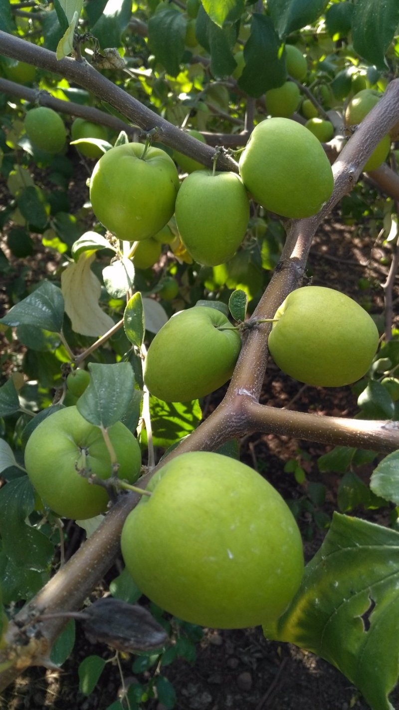 青枣