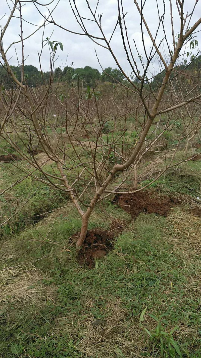 珍珠栆油桃苗甜冬栆味油桃苗栽后两年结果，基地现挖保湿