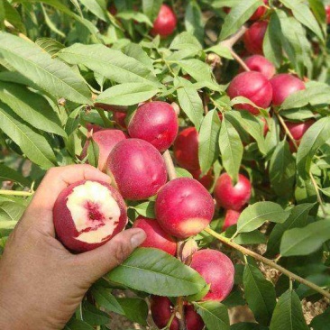 珍珠栆油桃苗甜冬栆味油桃苗栽后两年结果，基地现挖保湿
