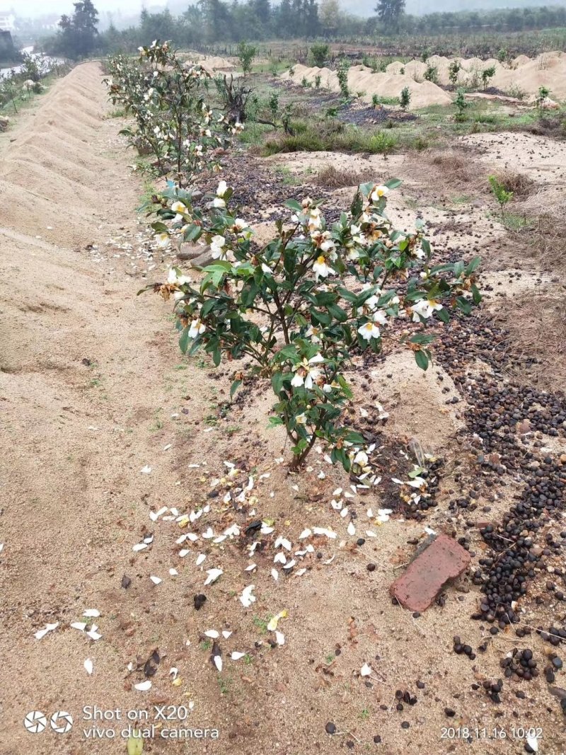 白花油茶苗25～60可开两证一签