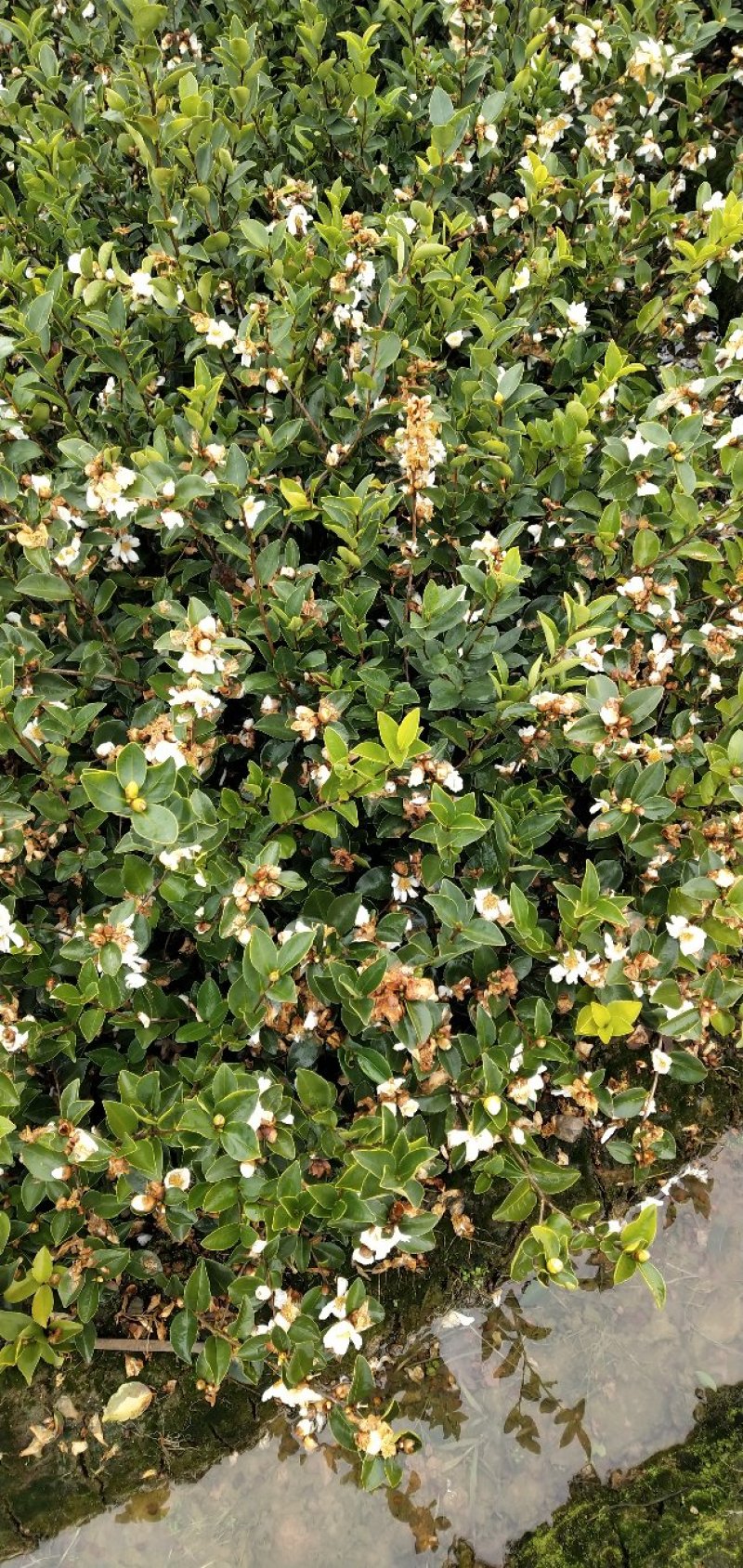 白花油茶苗25～60可开两证一签