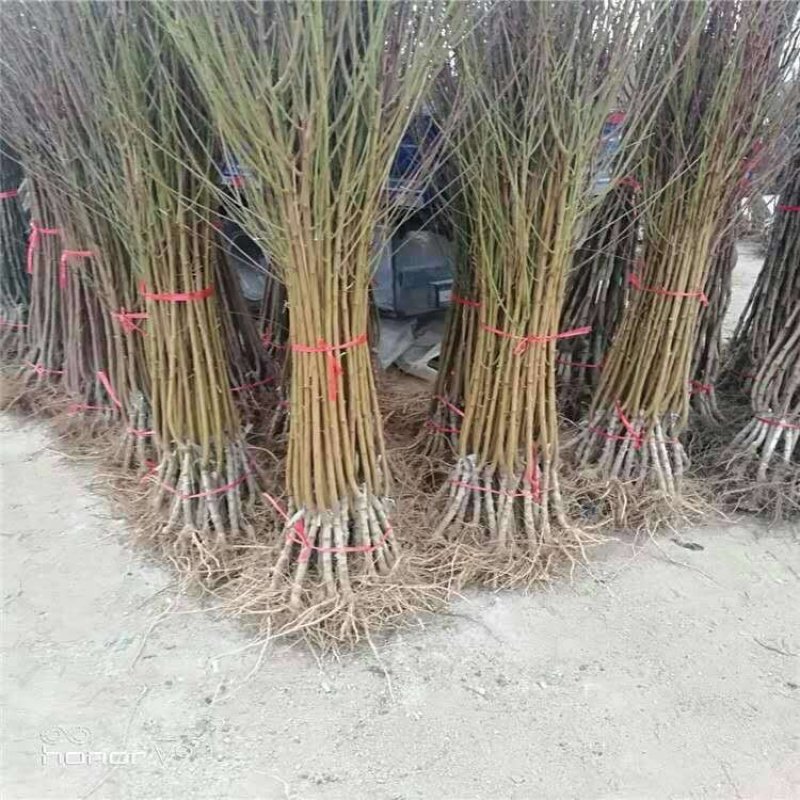 黑桃王抗寒抗现挖现卖包成活2年嫁接苗直销价