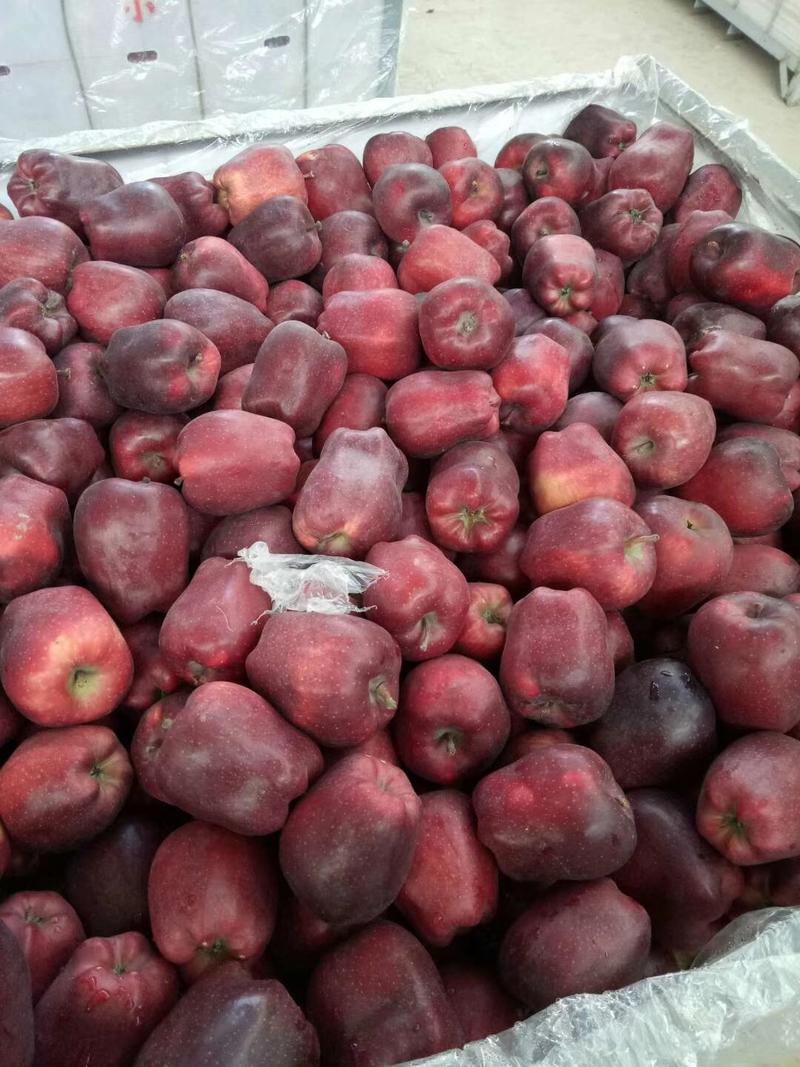 花牛苹果，果面干净颜色好，半拉长果，圆果都有！