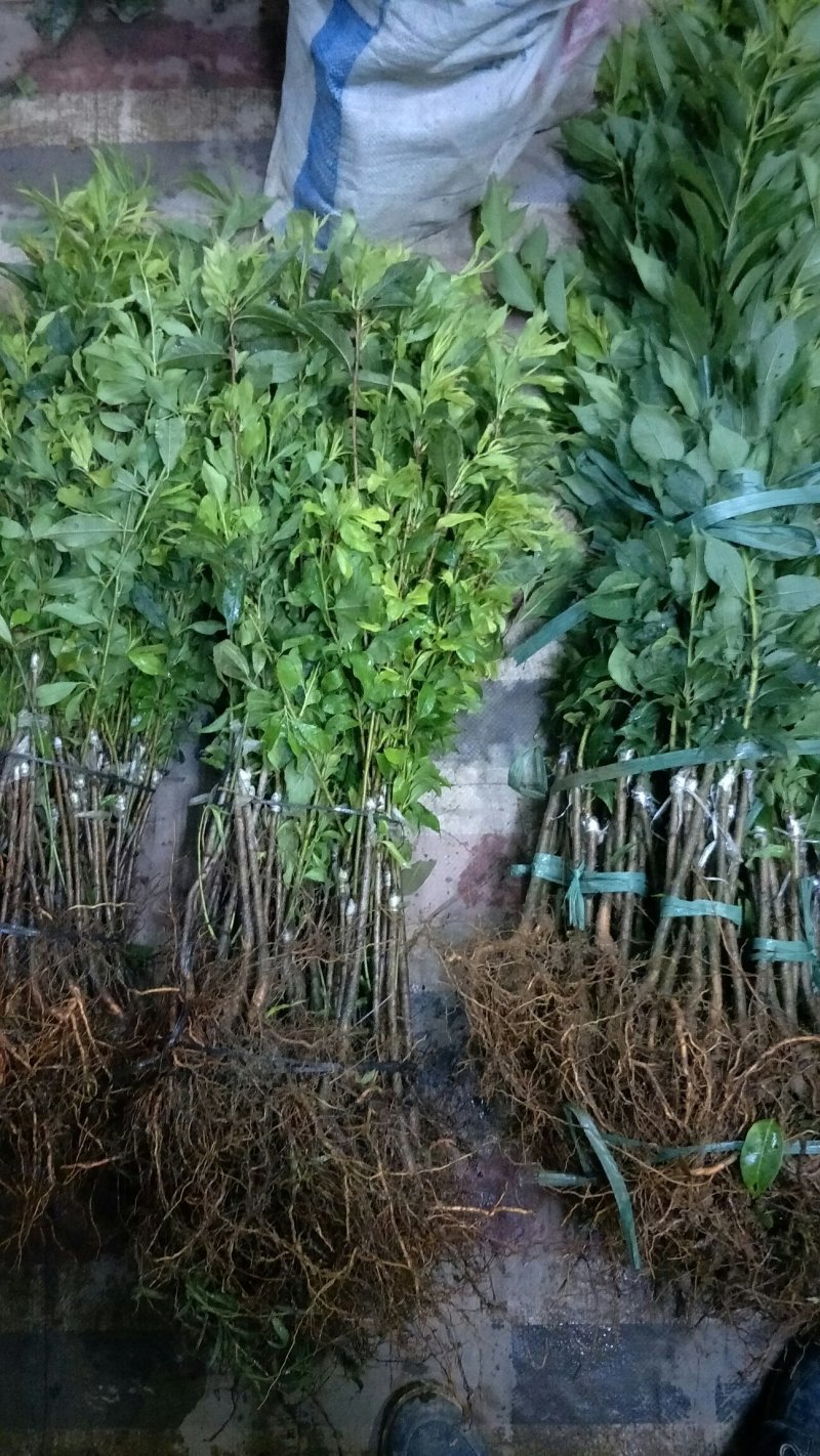 三华李树苗40~50cm