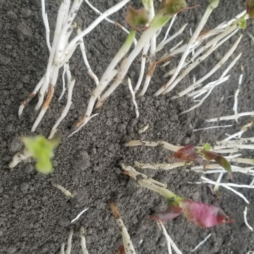 鱼腥草鱼腥草嫩芽折耳芽折耳根折耳根嫩芽