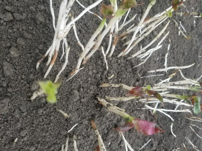 鱼腥草鱼腥草嫩芽折耳芽折耳根折耳根嫩芽