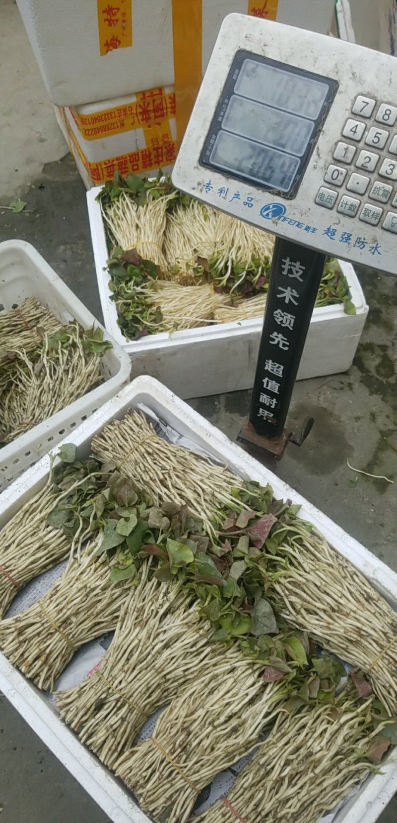 鱼腥草鱼腥草嫩芽折耳芽折耳根折耳根嫩芽