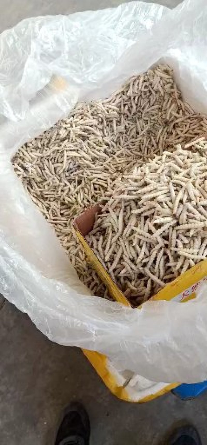 竹虫，颗粒单冻，无冰衣，散装无杂质无黑虫，可分装