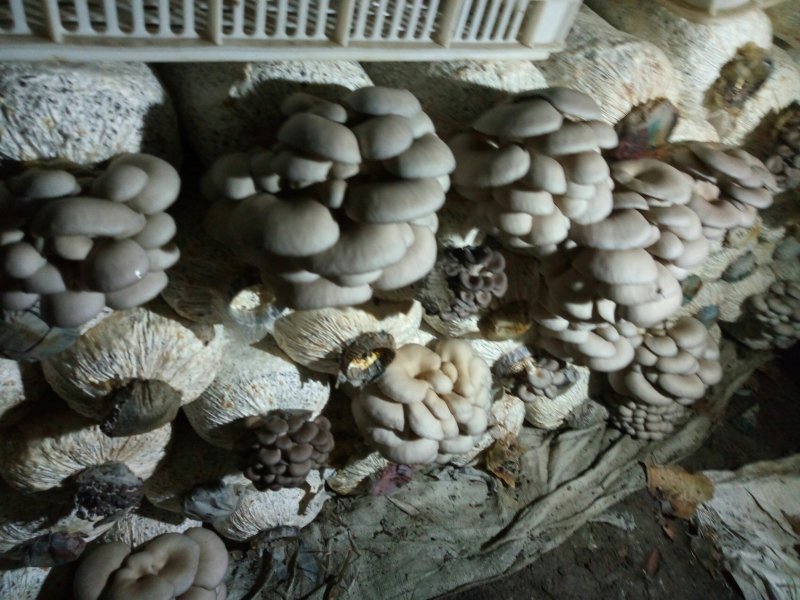 黑平菇