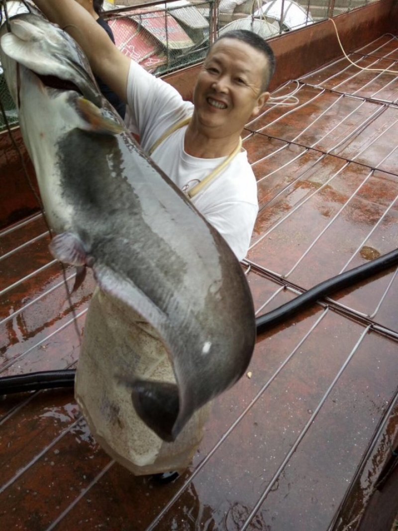 野生鲶鱼