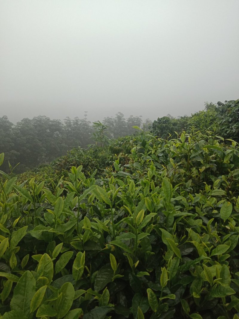 云南普洱茶