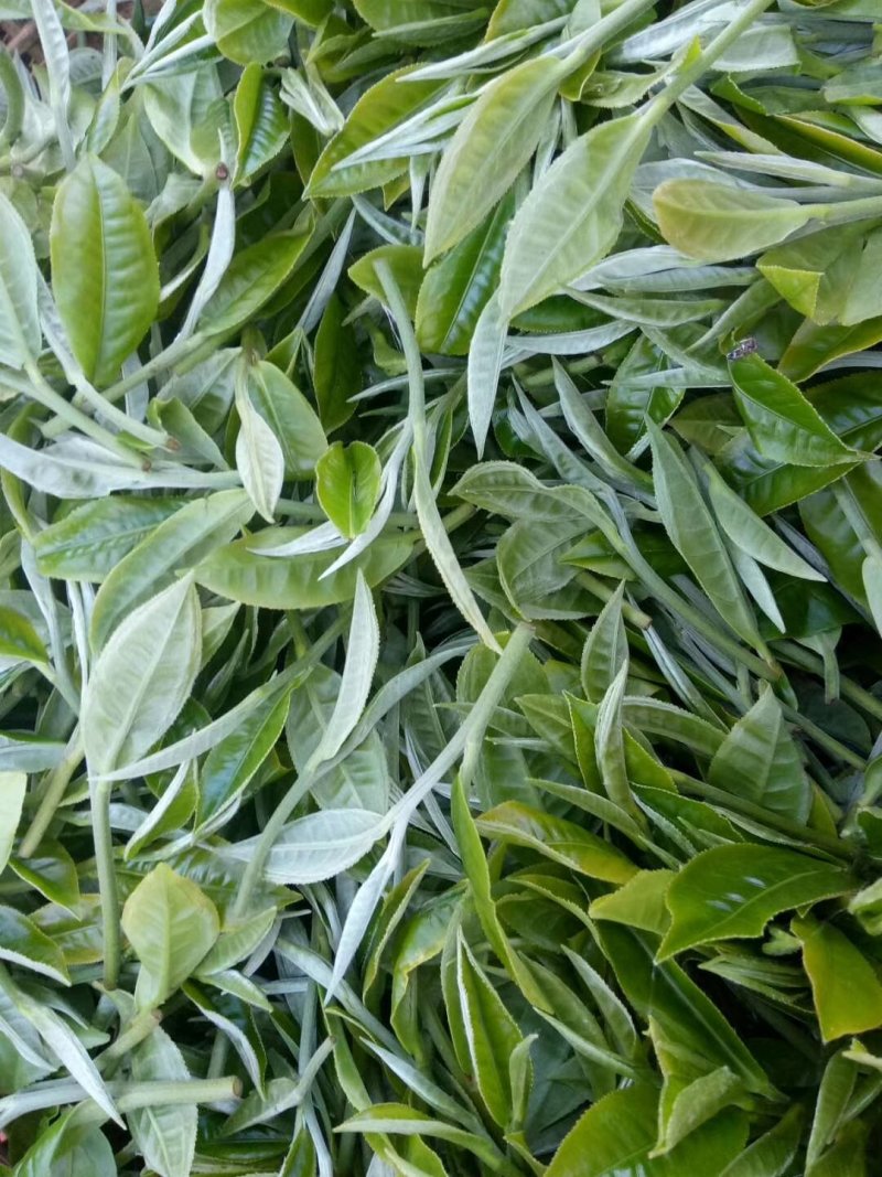 云南普洱茶