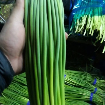 蒜苔精品蒜苔，提供各种规格包装一条龙服务