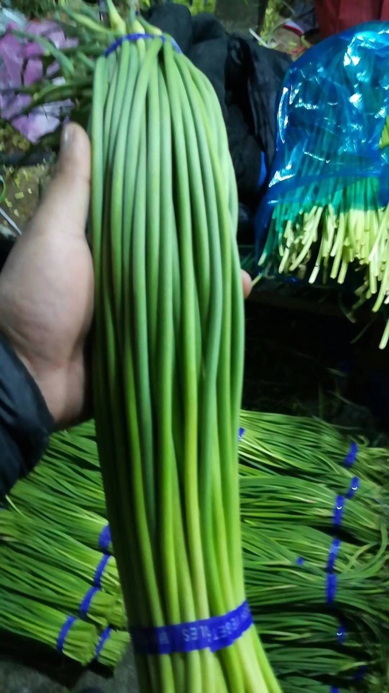 蒜苔精品蒜苔，提供各种规格包装一条龙服务