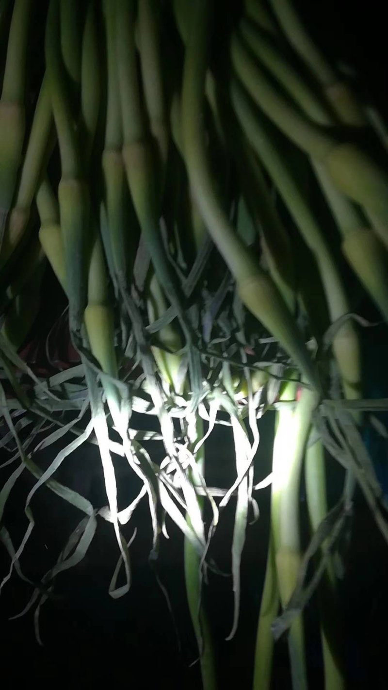蒜苔精品蒜苔，提供各种规格包装一条龙服务