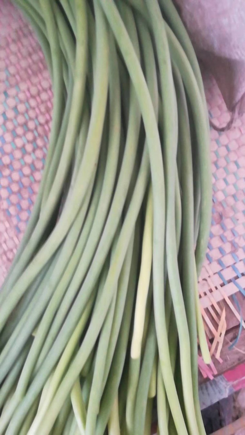 蒜苔精品蒜苔，提供各种规格包装一条龙服务