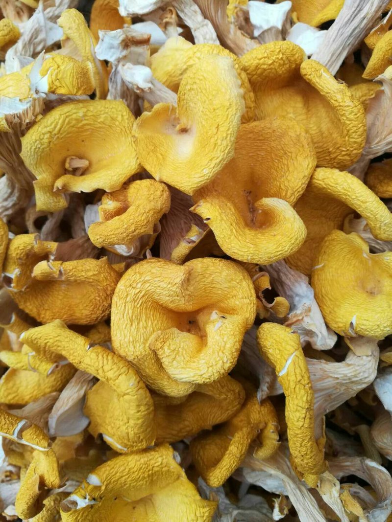鸡油菌干品全国批发零售