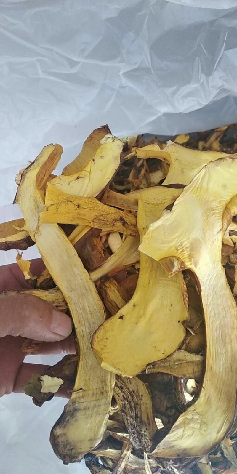 野生白葱菌干品全国批发零售
