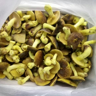 白葱菌冻品全国批发零售